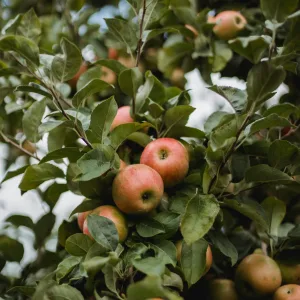 Pommier d'Automne BELLE DE BOSKOOP