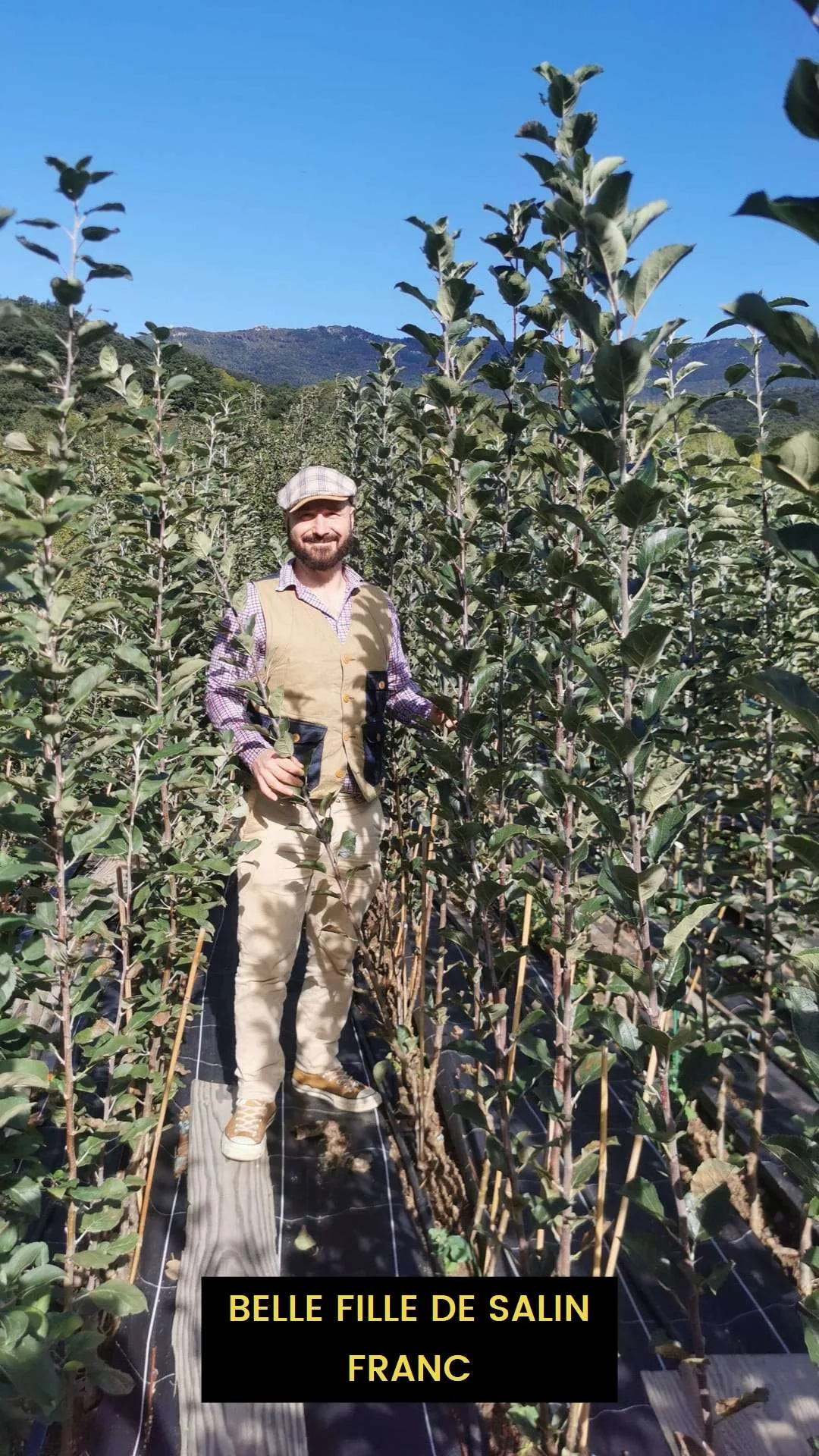 Pommier de Garde BELLE FILLE DE SALINS – Image 2