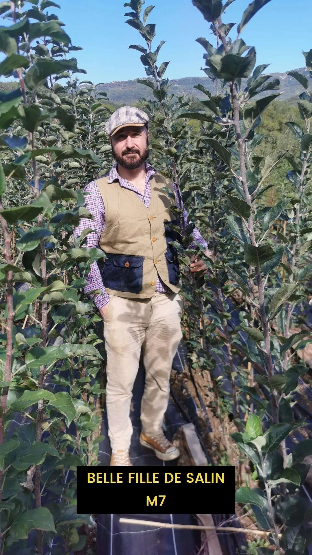 Pommier de Garde BELLE FILLE DE SALINS – Image 3