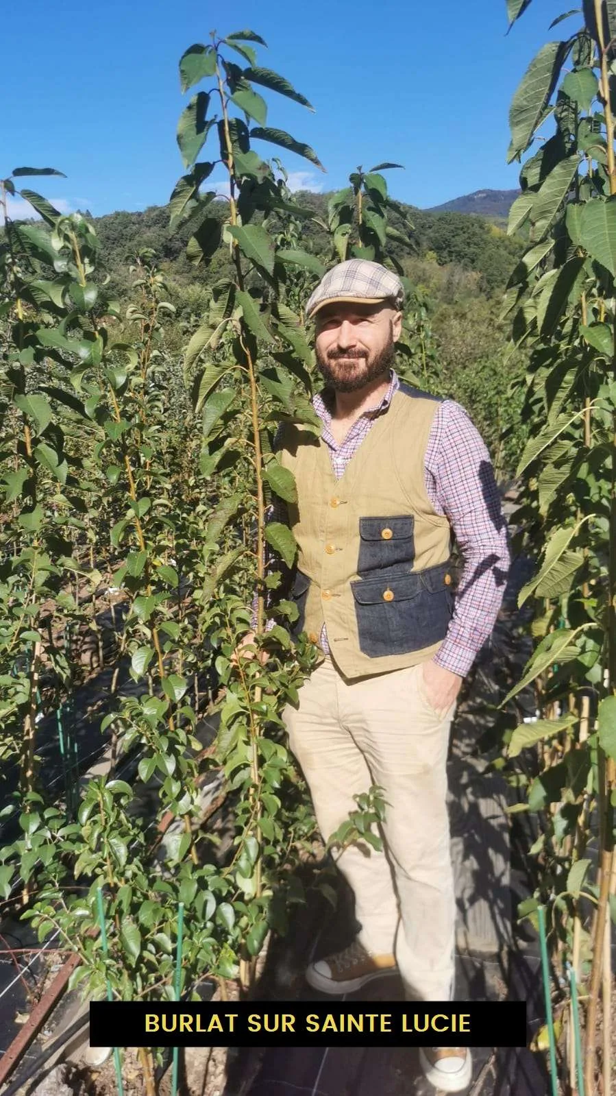 Cerisier BIGARREAU HÂTIF BURLAT – Image 2