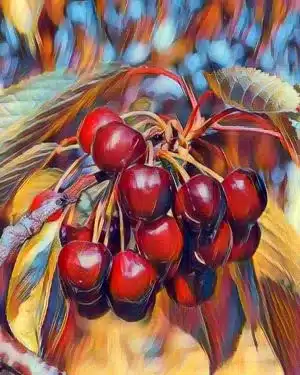 Cerisier BIGARREAU HÂTIF BURLAT