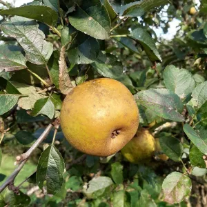 Pommier d'Automne REINETTE GRISE DU CANADA