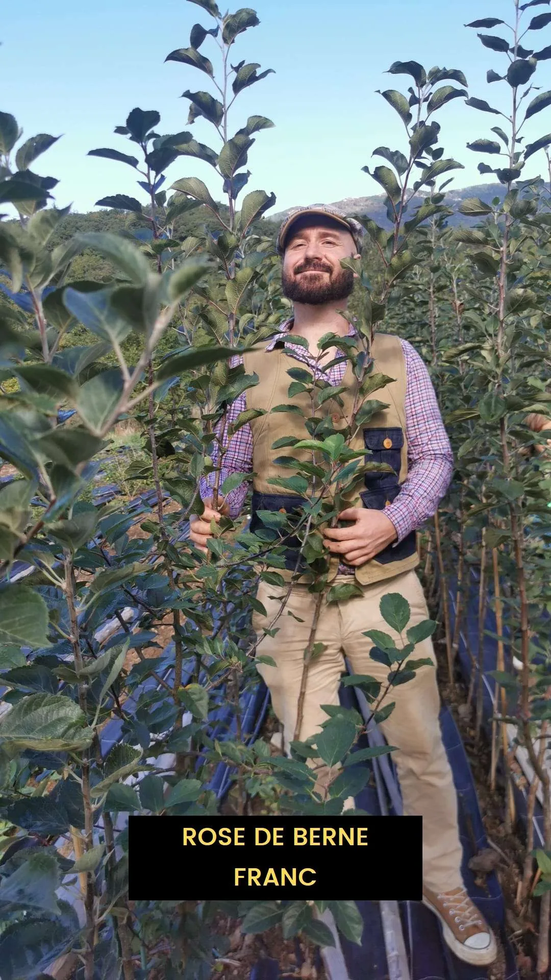 Pommier d'Automne ROSE DE BERNE – Image 2