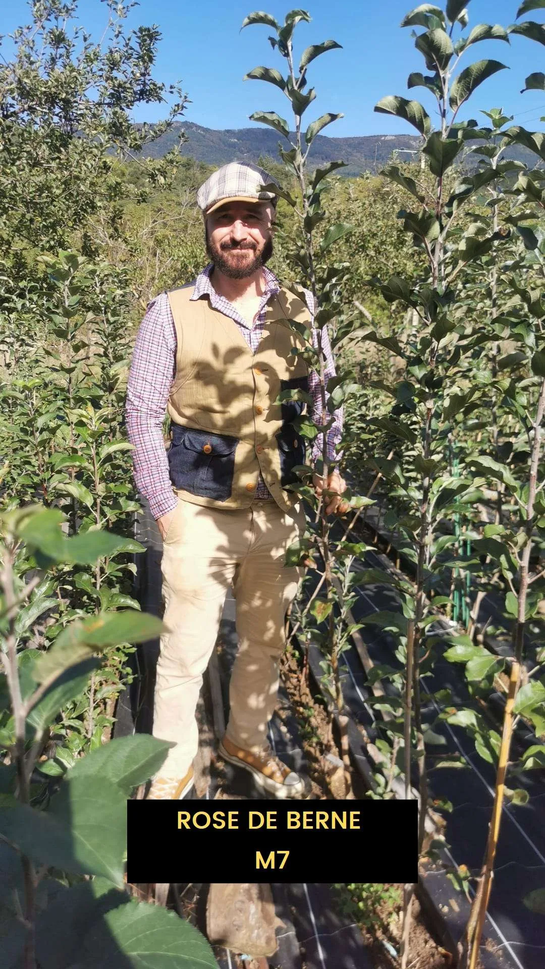 Pommier d'Automne ROSE DE BERNE – Image 3