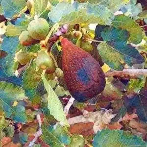 Figuier NOIRE DE CAROMB