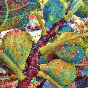 Figuier FIGUE DE MARSEILLE