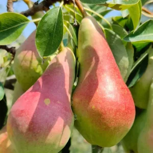 Poirier d'Automne LOUISE BONNE