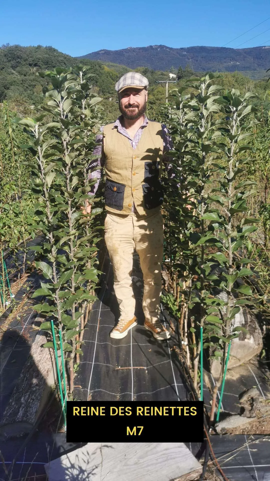 Pommier d'été REINE DES REINETTES – Image 2