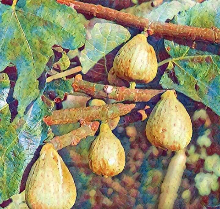 Figuier Goutte d'or – Image 2