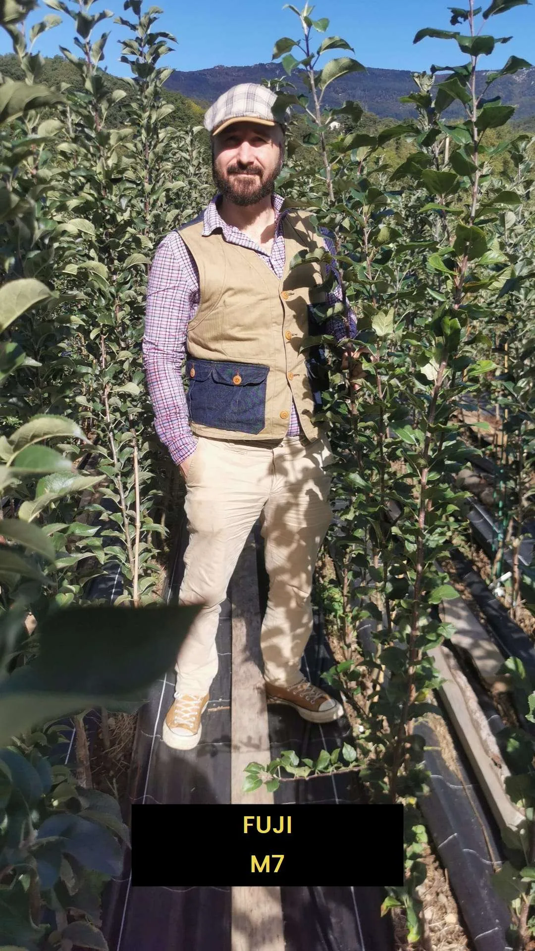 Pommier de Garde FUJI – Image 2