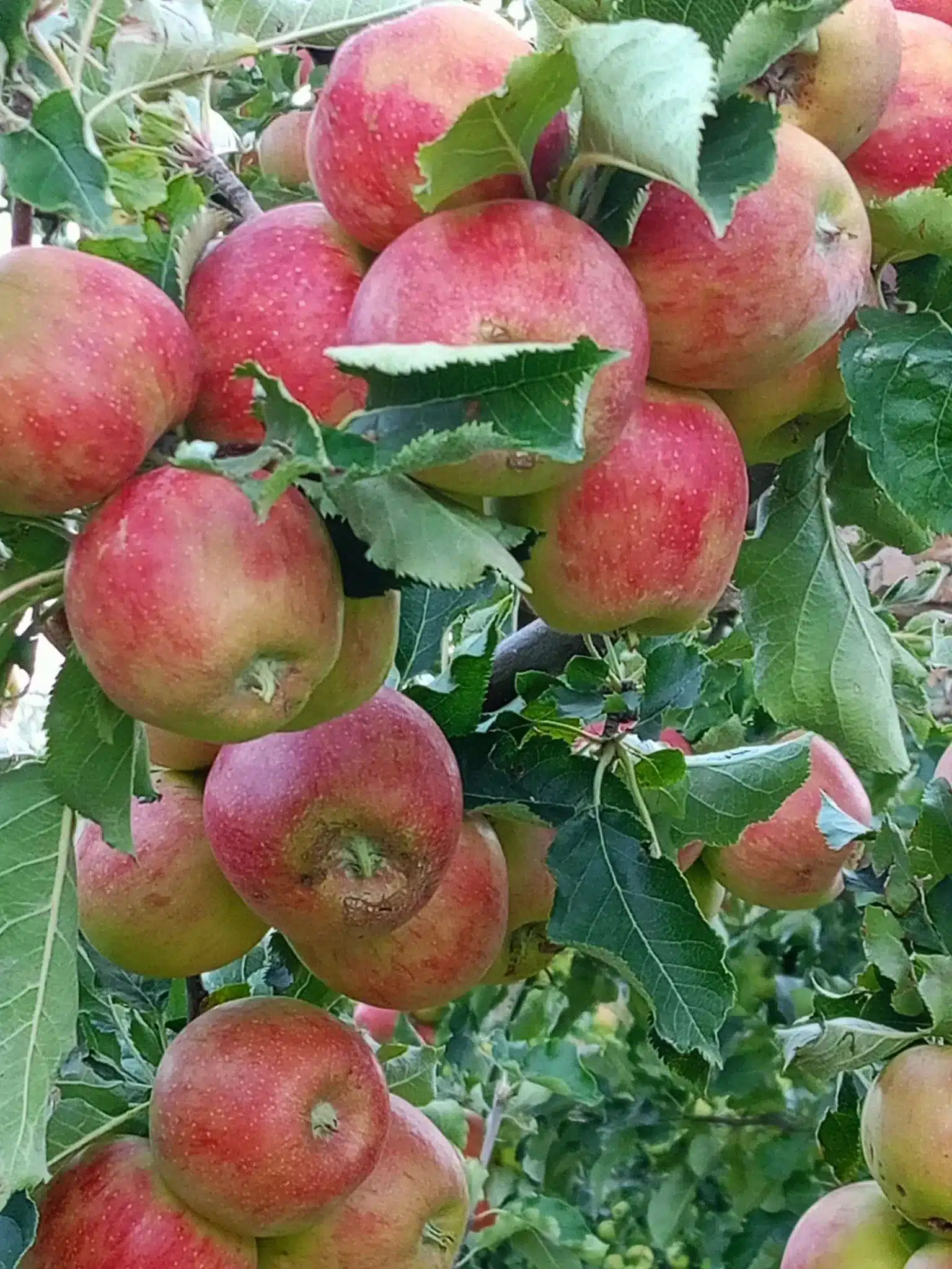 Pommier de Garde FUJI