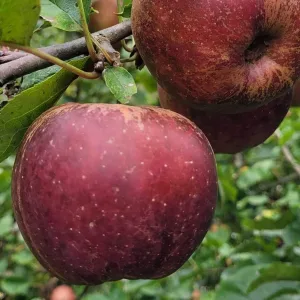 Pommier d'été GRAND ALEXANDRE