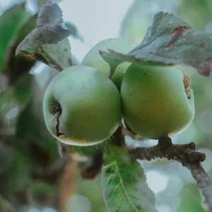 Pommier d'automne GRANNY SMITH