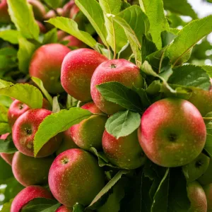 Pommier d'été GRAVENSTEIN