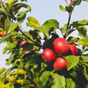 Pommier d'Automne RAISIN ROUGE