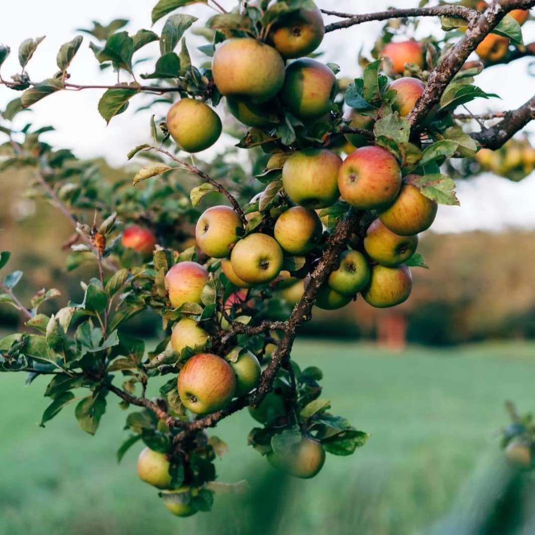 Pommier d'été REINE DES REINETTES