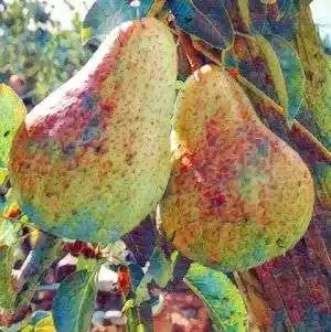 Poirier d'Automne Emile d'Eheyst